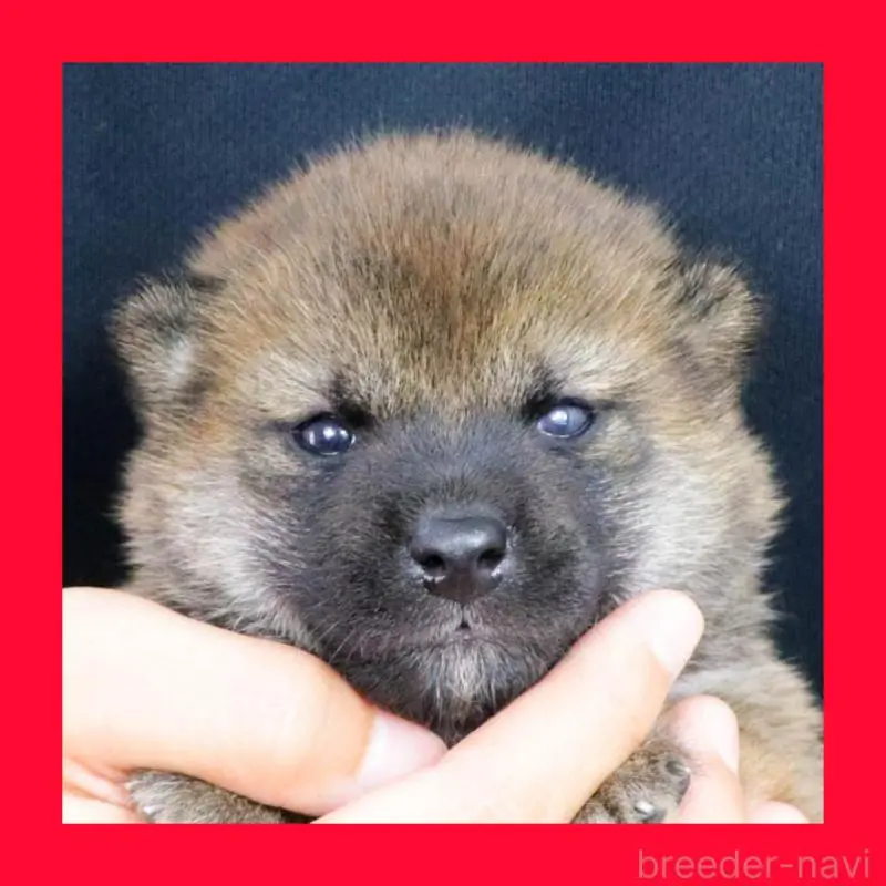 販売中の愛知県の柴犬-409015の1枚目